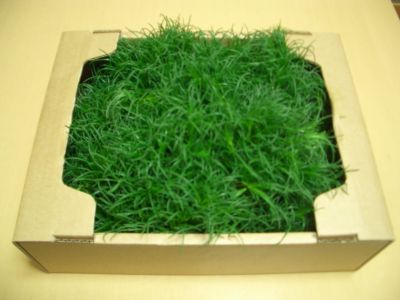 おかひじき500g おかひじき500g